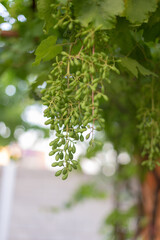 green background, grape leaf with young grapes on a sunny day