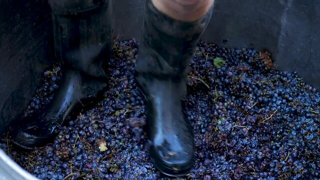 Process of Making Organic Red Wine Crafted with Old Technology and Manual Labor on Small Vineyard. Man in Rubber Boots Crushes Ripe Bunches of Grapes Onto Juice for Wine Making