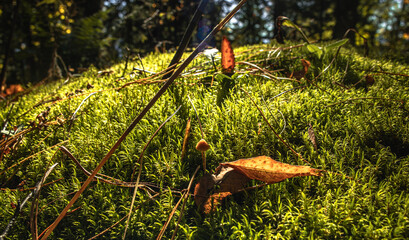 Leaves and moss in forest