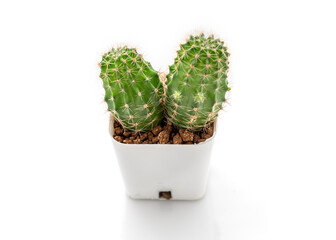 cactus isolated on white background