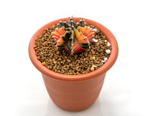 cactus isolated on white background