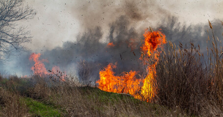 Fire. Grass is burning on the field. Fire flame close up.