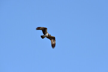 An Osprey Filmed at Hyeongsan-gang River in Pohang-si, South Korea.