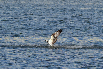 An Osprey Filmed at Hyeongsan-gang River in Pohang-si, South Korea.