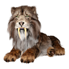 3D Rendering Sabertooth Tiger on White