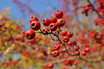 red berries on a branch of hawthorn