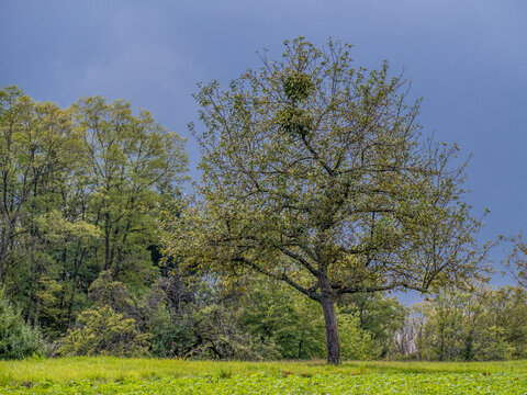 Baum mit Misteln im Sp&auml;tsommer