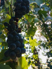 grapes on vine