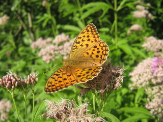 butterfly on flower