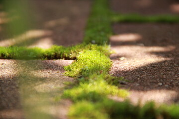 moss on the pavement