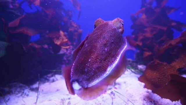 Cuttlefish Sepiida swim underwater