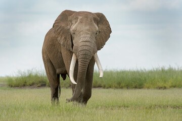Fototapeta na wymiar African elephant (Loxodonta africana) bull walking on savanna, looking at camera, Amboseli national park, Kenya.