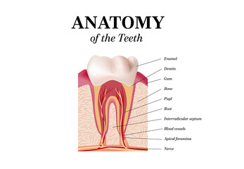 Tooth Anatomy vector Dental Infographics. Realistic White Tooth Mockup. Oral Care health Concept. Medical banner or poster Vector illustration