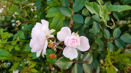 Rose in the garden. Flower rose illuminated by sunlight on a green background.