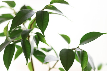 Home plant ficus benjamina on white background close up, selective focus. Green leaves backdrop.Poster