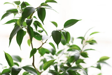 Fototapeta premium Home plant ficus benjamina on white background close up, selective focus. Green leaves backdrop.Poster