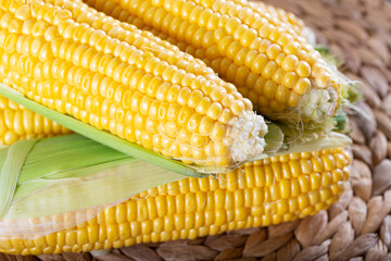 Composition with fresh corn cobs on table. Cobs of ripe raw corn.  Fresh uncooked corncob.