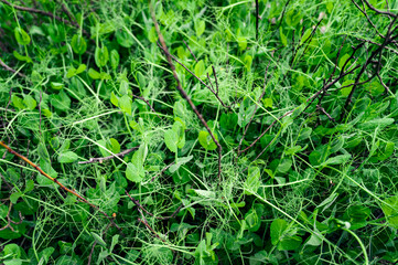 Young shoots of peas wrapping twigs.