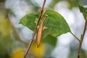 A praying mantis crawling on a tree branch on the leaf close up.