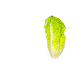 Creative layout of Romaine Lettuce (Lactuca sativa L. var. longifolia) isolated on white background. Healthy Food concept for weight loss. Flat lay. copy space