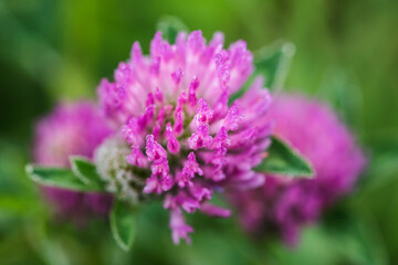 Pink clover flower in the morning dew.