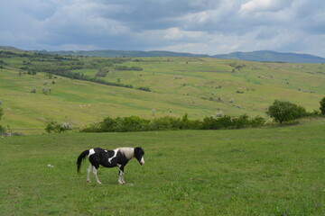 horse in the field