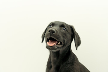 Fototapeta premium Portrait of Adorable Black Haired Mallorcan Shepherd Dog Model Puppy in White Background Looking Front with Open Mouth