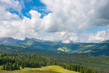 Fototapeta na wymiar Alp woodland in a valley