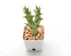 cactus isolated on white background