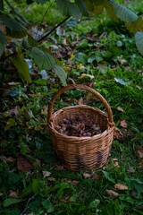 Fototapeta na wymiar Wicker basket with freshly picked hazelnuts standing on grass under a tree
