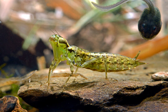Libellenlarve der Blaugr&uuml;nen Mosaikjungfer (Aeshna cyanea) // Dragonfly larva  of the Blue hawker 