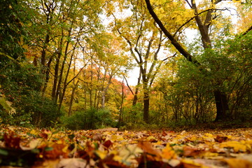 autumn leaves in the park