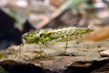 Dragonfly larva of the Blue hawker // Libellenlarve der Blaugrünen Mosaikjungfer (Aeshna cyanea)