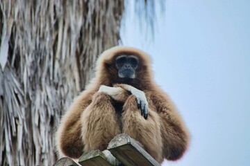 Gibão à frente de árvore