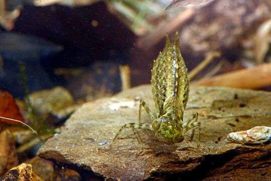 Dragonfly larva of the Blue hawker // Libellenlarve der Blaugr&uuml;nen Mosaikjungfer (Aeshna cyanea)