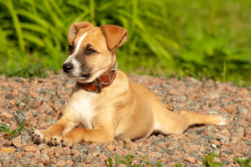 a little curious ginger puppy in an old collar lies on a pile of gravel