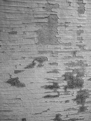 old wood texture