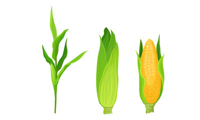 Maize or Corn Cob and Stalk as Cereal Grain with Yellow Kernels or Seeds Vector Set