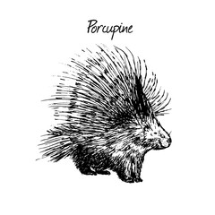 Porcupine sketch hand drawn illustration. North America wild animal. Ink dawing isolated on white background.