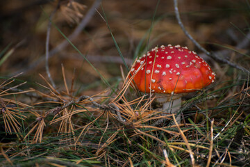 mushroom A red toadstool grows in the autumn forest