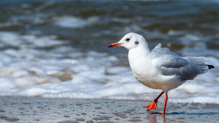 black-headed gull (Chroicocephalus ridibundus) walking over the sea side.