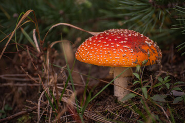 mushroom A red toadstool grows in the autumn forest