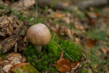 Small brown mushroom grow from moss in the forest with a blurred background