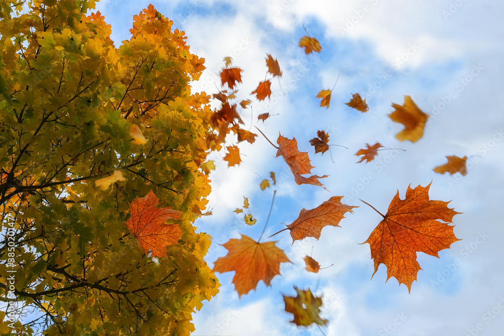Wall mural colorful autumn leaves in red and golden falling from a maple tree, blue sky with clouds, motion blu