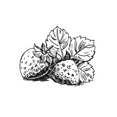 Hand drawn vector illustration of black and white strawberry, leaf. sketch. Elements in graphic style label, card, sticker, menu, package.