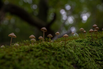 Small brown mushrooms grow from moss in the forest with a blurred background