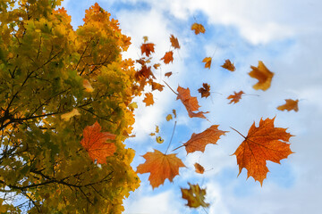 Colorful autumn leaves in red and golden falling from a maple tree, blue sky with clouds, motion...