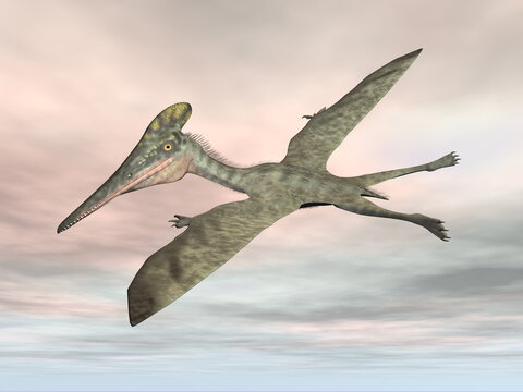 Pterodactylus prehistoric bird flying in sunset sky - 3D render
