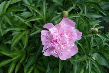Closed buds and one pink flower of common peony in mid May