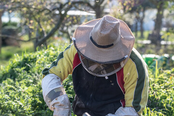 Beekeeper making fresh golden honey working outdoor with bees